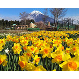 富士山こどもの国 春の花々