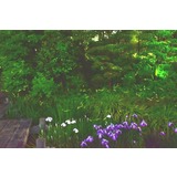 駿府城公園ホタルプロジェクト「ホタル舞う初夏の紅葉山庭園」