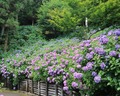 秋葉公園のアジサイ