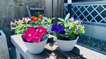 景品の花ポット