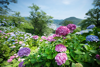 下田市街と下田港を一望できる「下田公園」に、情緒あふれる色とりどりのアジサイ300万輪が咲き誇ります。