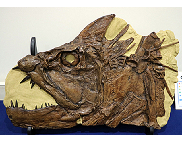 海のふしぎな生きもの化石 展 田方郡函南町 アットエス 海のふしぎな生きもの化石 展 田方郡函南町 アットエス