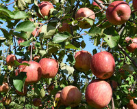 種類も豊富。りんごの収穫体験を楽しもう！