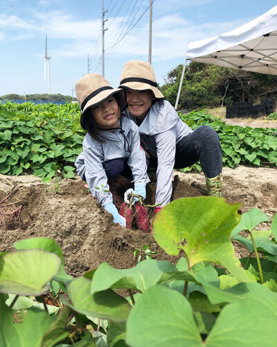 さつまいも掘り体験 赤ずきんちゃんのおもしろ農園 掛川市 アットエス