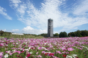 40万本のコスモス畑（花ひろば）