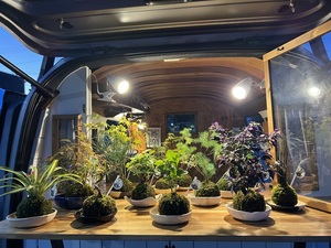 KOKEDAMA CHAN　苔玉・陶盤・苔玉のワークショップ