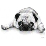 パグ専門の鉛筆画、愛犬のパグとお友達のパグを鉛筆で描いています。