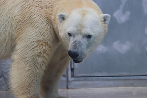 日本平動物園 ロッシー祭2025