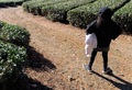 あおぞら　お茶のたんけん隊