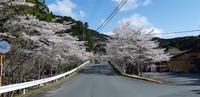 ＜河津桜約100本、掛川桜約50本、ソメイヨシノ約200本＞ならここキャンプ場で「ならここ桜ウィーク」を開催します【まつり】