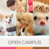 【高校生歓迎】オープンキャンパスのお知らせ（中央動物総合専門学校）4月20日
