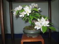 盆栽の展示会を開催します。鉢の中の小さな自然をお楽しみ下さい。