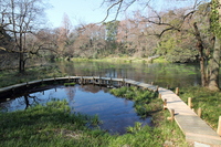 春の柿田川を歩き、草花や生き物たちを探します。【事前申込】
