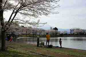 御殿場東山湖桜満開　釣りを楽しむ親子