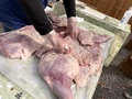 【フジエダオンパク】牛・豚・鹿・猪の食べ比べ　4月24日