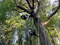 安全保護具を利用した 木登りで樹上の世界を楽しもう