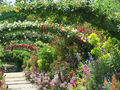 浜名湖ガーデンパーク「印象派庭園 花美の庭」バラの大アーチ園路開放（通りぬけ）