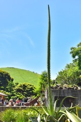 あと1週間ほどで花穂の下から開花する予想