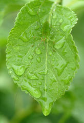 芳野純久　梅雨を楽しむ