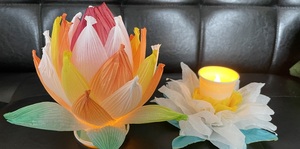 蓮の花とスイレンの花
