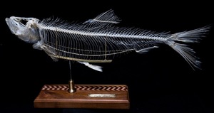 「魚のホネも好き」　ニシンの全身骨格標本