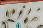 魚などの生物を樹脂で固めて標本ににます。その他ウミホタルの発光や刺激に対する反応などを体験します。