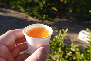 生搾りジュースｍも飲み放題