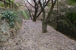 中央通路したの散策路。イベント後半には花カーペットになります