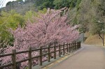 入口から50～100ｍ付近。目の高さで桜の花を楽しめます