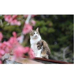 お散歩で出会った癒されるネコの写真