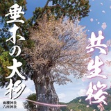 全国でも珍しい杉と桜の共生が見られます