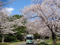 ＜ソメイヨシノほか約1600本＞ 桜並木をゆっくりとウォーキング【まつり】【テーマパーク】