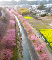 桜約400本、菜の花2約400坪の敷地に咲きます