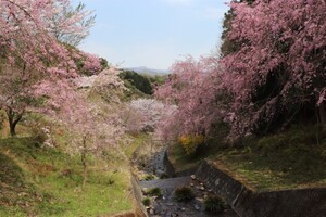 左側渓流沿いの桜です