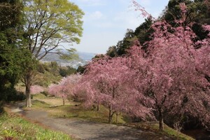 最奥付近の桜です