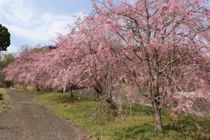 右側渓流沿いの桜です