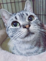 あめちゃん♡  当日参加の犬や猫は直接、団体へお問い合わせくださいね。