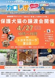 ワンちゃん、ネコちゃんがずっとのおうちを探しています♫