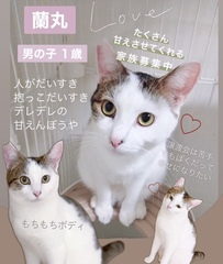 蘭丸くん♡  当日参加の犬や猫は直接、団体へお問い合わせくださいね。