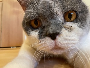 ごすけくん♡  当日参加の犬や猫は直接、団体へお問い合わせくださいね。