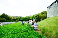 SPACが活動する舞台芸術公園で、演劇祭の参加アーティストや俳優・スタッフと一緒に“お茶摘体験”を楽しもう！