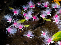 自然風景や花などの写真展です。それぞれの写真表現や撮影技術を楽しんでください。