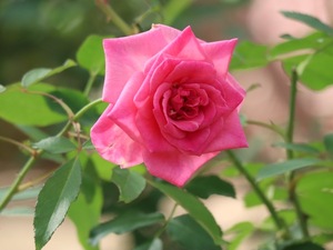 名前が決定しました「野田姫」