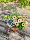 苗を使ってお花の寄せ植え