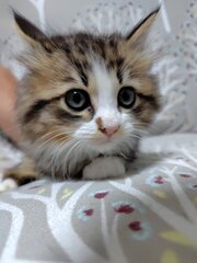 めろちゃん