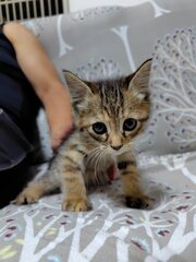 ももちゃん
