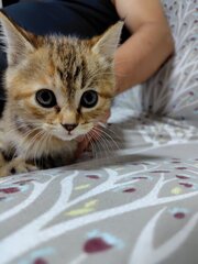 ななちゃん
