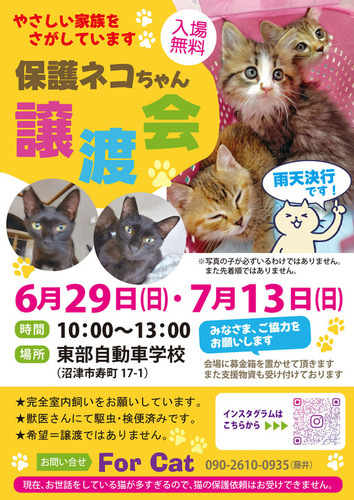 猫の譲渡会