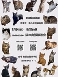沼津　猫の出張譲渡会　at 　東部自動車学校
