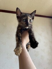 チカ